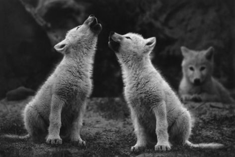 Wolf Cubs, Baby Wolves, Tattoo Wolf, Baby Wolf, Wolf Pup, Wolf Love, Beautiful Wolves, Wolf Tattoos, Wolf Howling