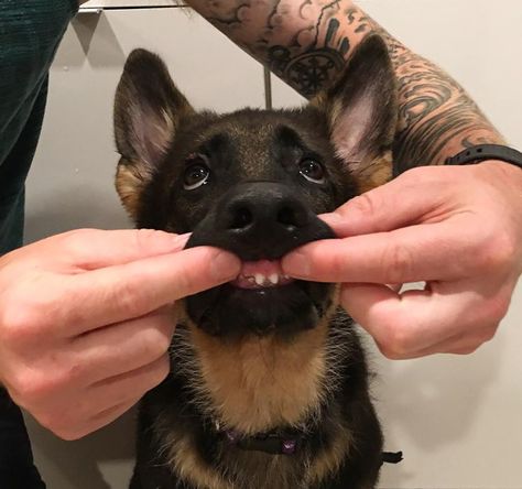 "Dad, no more teef showing pls" 😂 This is Remy with his puppy teeth! 💕  📷 Instagram: @instagremy.gsd  #germanshepherd #GSD #puppy #cute German Shepherd Sitting, German Shepherd Funny, German Shepherd Pictures, Funny German Shepherd, Gsd Puppy, Pregnant Dog, Gsd Dog, Gsd Puppies, Husky Mix