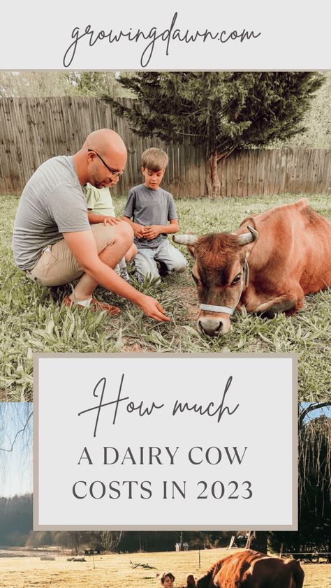 Dairy Cow Breeds, Cow Care, Family Cow, Homestead Skills, Cow Facts, Cow Feed, Homestead Animals, Cow Pasture, Raising Cattle