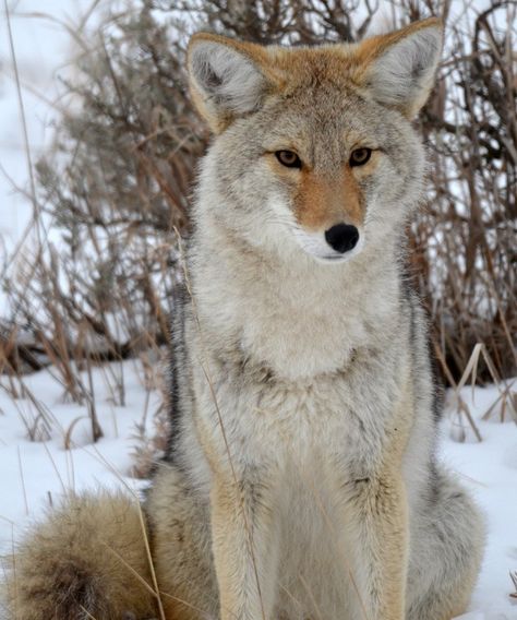 Coyote Pictures, Coyote Mask Ideas, Coyote Reference, Coyote Mask, Therian Coyote, Coyote Fursona, Coyote Therian Mask, Coyote Therian, Coyote Art