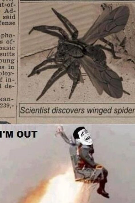 YES LET US NOT LIVE TO SEE THIS DAY Spider With Wings, Flying Tips, Funniest Memes, 웃긴 사진, Really Funny Memes, Animal Memes, Bones Funny, Keep Up, Funny Cute