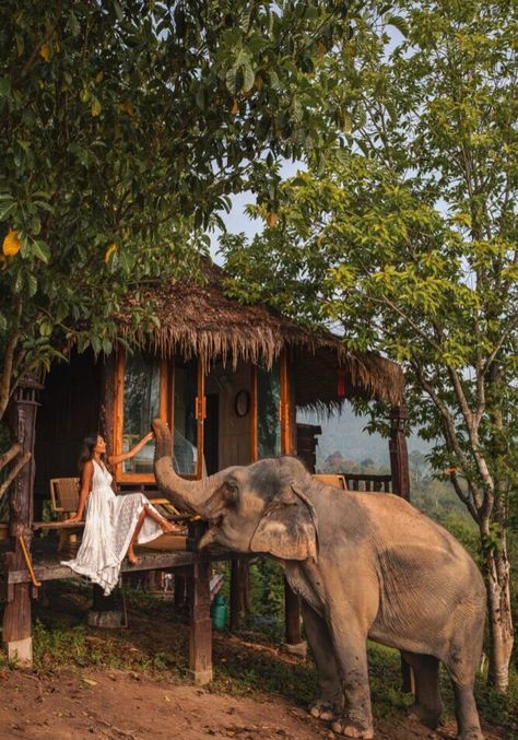 Chai Lai Orchid Elephant Camp Chiang Mai Thailand Ethical Hotel Uk Travel Review Mountains Thailand Aesthetic Chiang Mai, Elephant Hotel Thailand, Chai Lai Orchid, Chiang Mai Elephant Sanctuary, Chai Lai Orchid Thailand, Chiang Mai Thailand Photography, Chiang Mai Aesthetic, Chiang Mai Thailand Aesthetic, Thailand Travel Aesthetic