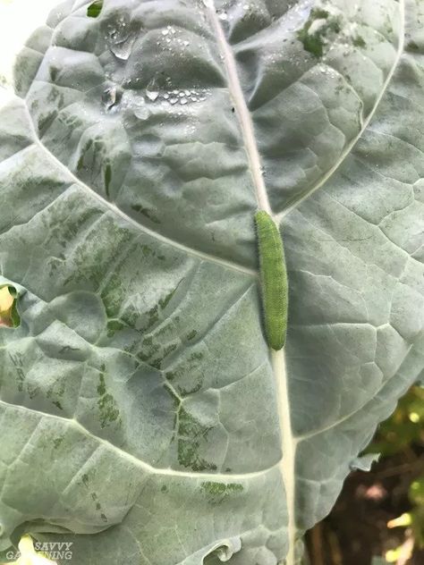 Cabbage Worm Identification and Organic Controls Broccoli Plant, Cabbage Worms, Easy Vegetable, Garden Bugs, Bug Control, Cabbage Leaves, Cabbages, Insect Control, Cayenne Pepper