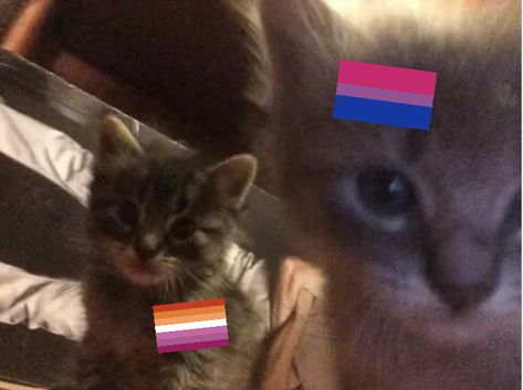 Bi And Les Duo, Pride Cat Pfp, Cat Lesbian Icon, Silly Lesbian Flag, Cat Pride Flag, Cat With Lesbian Flag, Bisexual Pride Quotes, Bi Flag, Bisexual Flag