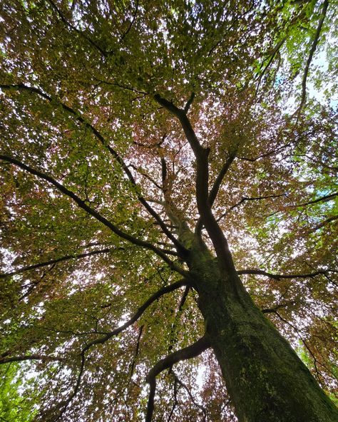 I love combining walking, meditation, and breathing exercises. Trees always help me back to my center. Whatever I'm dealing with, the sound of the leaves as the breeze dances with them makes me calm down and see everything clear... I breath in, they breathe out... I breath out, they breath in... #meditation #walk #afternoonwalk #walkingmeditation #nature #trees #relax #recharge Walking Meditation, Breathe Out, Breath In Breath Out, Breathing Exercises, Calm Down, The Sound, Help Me, Meditation, Sound