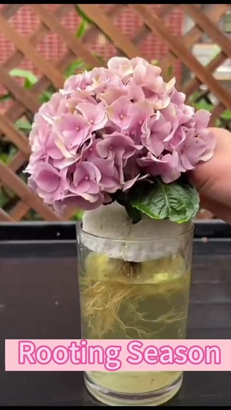 Hydrangea Plant Care, Nearer My God To Thee, Garden Hacks Diy, Grafting Plants, Orchid Roots, Garden Flower Beds, Plant Tips, Growing Hydrangeas, Hydrangea Garden