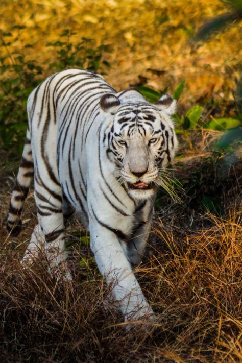 white tiger
white tiger wild
wild tiger
wild cats
wild white
joshi toppo
toppo joshi
toppo toppo
joshi joshi
white tiger india
indian wild tiger
bangal tiger
 bangal white tiger Tiger Oc, Snow Tiger, White Tigers, Tiger Pictures, White Tiger, Pretty Cats, Big Cats, Wild Cats, Tigers