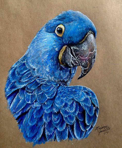 Hyacinth Macaw by Kristyn Janelle on DeviantArt Hyacinth Macaw, Parrot Drawing, Blue Macaw, Prismacolor Art, Parrots Art, Black Paper Drawing, Feather Painting, Animals Artwork, Color Pencil Art