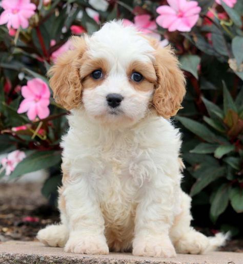 Cavachon Puppies For Sale With Doorstep Delivery In 1 Week Cavachon Dog, Spaniel Puppies For Sale, Cavachon Puppies, Bichon Frise Puppy, Akc Breeds, Cavalier Puppy, King Charles Cavalier Spaniel Puppy, Dogs Breeds, Popular Dog Breeds