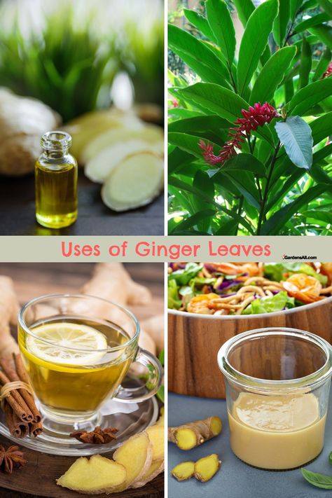 Benefits and Use of Ginger Leaves Good to Know and Grow Ginger Leaves Uses, Ginger Uses, Ginger Benefits, Physical Contact, Creative Gardening, Holistic Medicine, Good To Know, Ginger Root, Health And Fitness Tips