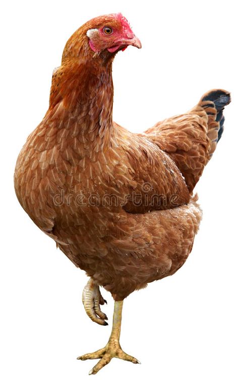 Photo about Brown hen isolated on a white background. Image of fowl, live, domestic - 45795621 Chicken Images Pictures, Chicken Reference Photo, Chicken Reference, Rooster Vs Hen, Hen Images, Hen Photography, Hen Pictures, Pictures Of Chickens, Rooster Pictures