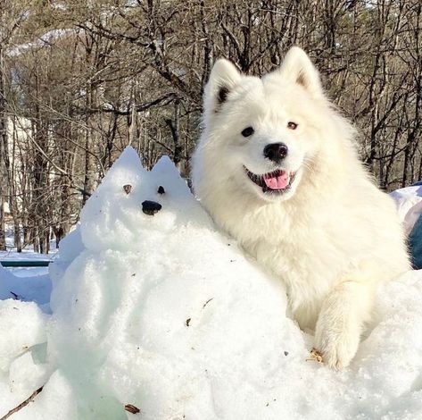 Samoyed Dogs Aesthetic, Snow Puppy, Perros Golden Retriever, Samoyed Puppy, Samoyed Dogs, Silly Dogs, Fluffy Dogs, White Dog, Silly Animals