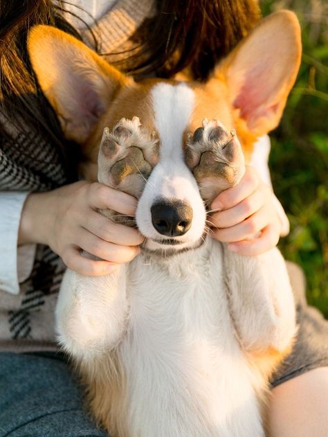 Cute Pet Photoshoot Ideas, Pose With Puppy Photo Ideas, Dogs Pictures Ideas, Poses For Dogs, Doggie Photoshoot Ideas, Dog And Owner Photography Ideas, Puppy Shoot Ideas, Easy Dog Photography Ideas, Puppy Photoshoot Ideas With Owner