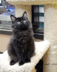 Untitled Black Angora Cat, Long Hair Black Cats, Long Haired Black Kitten, Black Cat Breeds Long Hair, Turkish Angora Cat Black, Chantilly Tiffany Cat Black, Black Cat Long Hair, Long Hair Cats Breeds, Black Long Haired Cat