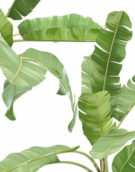 Leaf Poster, Plants Tropical, Banana Leaf Print, Fake Plants Decor, Tropical Watercolor, Tropical Leaf Print, Tropical Wallpaper, Banana Leaves, Tropical Leaf