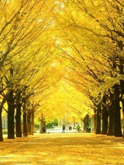 Restoration Hardware Style Living Room, Autumn Leaves Japan, Yellow Tree, Fence Design, Autumn Leaves, Fall Colors, Cherry Blossom, Garden Design, Blossom