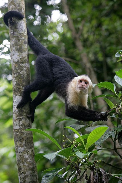 White Faced Capuchin Monkey, Monkey Hanging From Tree, Monkey In Tree, Monkey On Tree, Monkey Breeds, Capuchin Monkeys, Funny Monkey Pictures, Show Animals, Monkey Hanging