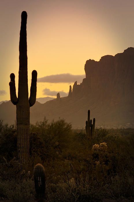 Cactus Pictures, Desert Aesthetic, Western Photography, Cowboy Aesthetic, Bg Design, Wild Wild West, Western Wall Art, West Art, Arizona Desert