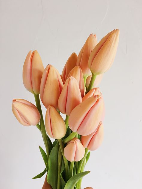 Peach Menton French Tulips grown at Love 'n Fresh Flowers' farm in Philadelphia. Photo by Love 'n Fresh Flowers. French Tulip, Pastel Tulips, French Tulips, Tulip Bouquets, Wedding Tulips, Peach Tulips, Tulip Flower, Peach Fuzz Wedding, Peach Tulips Bouquet