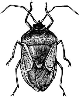 Stink Bug Bug Clipart, Mantis Tattoo, Lighting Bugs, Bugs Drawing, Weird Insects, Stink Bug, Black And White Graphics, Shield Bugs, Beetle Tattoo