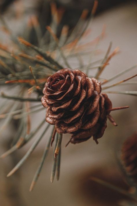 Download free HD stock image of Pinecone Pine Tree Pine Cone Aesthetic, Cone Aesthetic, Pine Cone Tree, Good Morning Cartoon, Cone Trees, Conifer Trees, Phone Pictures, Christmas Trends, Autumn Landscape