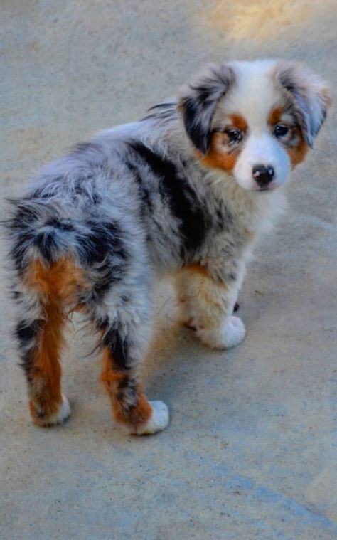 Nalah the Aussie Puppy Australian Shepherd Puppy, Aussie Puppies, Australian Shepherd Puppies, Aussie Dogs, Australian Shepherd Dogs, Really Cute Dogs, Blue Merle, Cute Animals Images