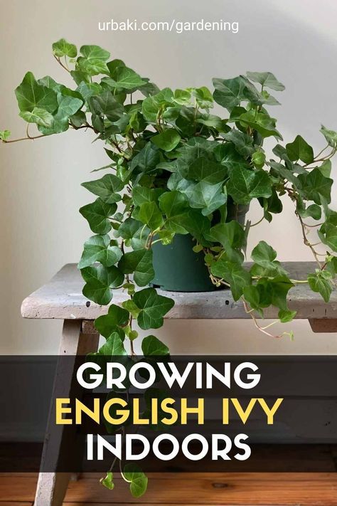 How To Care For English Ivy Indoors, Potted Ivy Indoor, Ivy In Bathroom, How To Grow Ivy Indoors, Ivy Plants Indoor, Growing Ivy Indoors, Ivy Plant Indoor Care, English Ivy Plant Indoor, English Ivy Indoor Decor