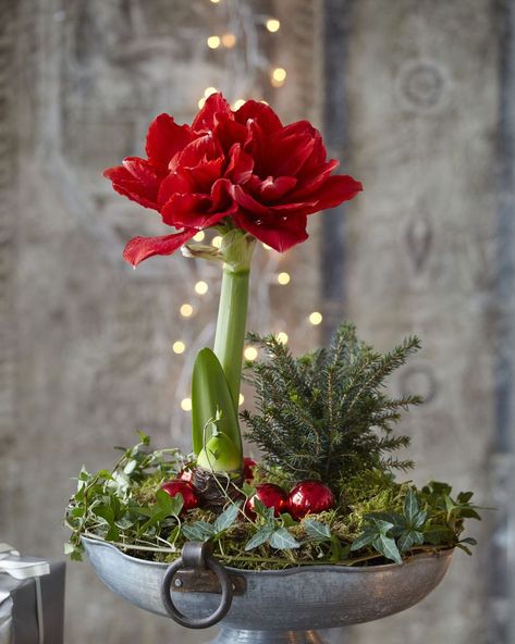 Amaryllis Planting Ideas, Amaryllis Arrangement Christmas, Amaryllis Centerpiece, Christmas Flower Arrangements Ideas, Amaryllis Arrangement, Flower Arrangements Ideas, Amaryllis Christmas, Neutral Holiday Decor, Amaryllis Flowers