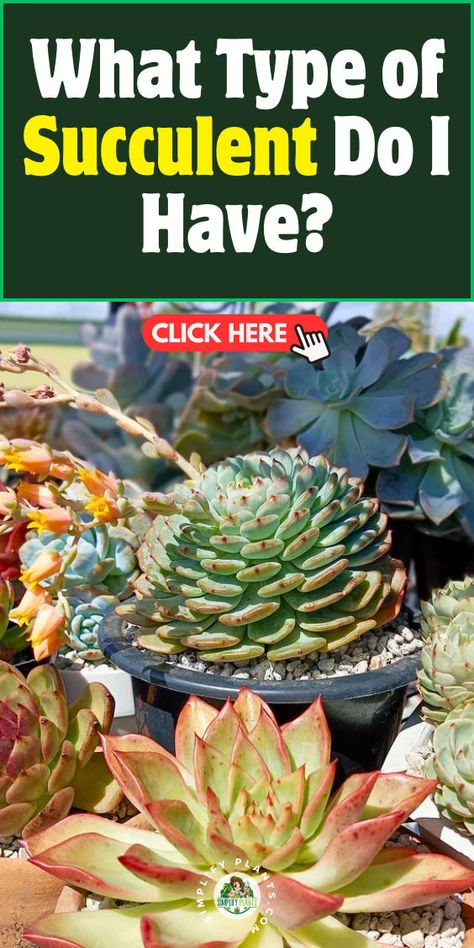 "Discover how to identify your succulents with our comprehensive guide on succulent identification! Learn about species characteristics, leaf shape and color, and growth patterns to determine what type of succulent you have. Explore common varieties and delve into plant taxonomy to enhance your gardening knowledge. Perfect for plant enthusiasts and beginners alike, this resource will help you recognize and care for your unique succulents!" Identifying Succulents, Succulent Care Indoor, Plant Taxonomy, Succulents Care, Different Types Of Succulents, Houseplant Collection, Succulent Species, How To Water Succulents, Dream Patio