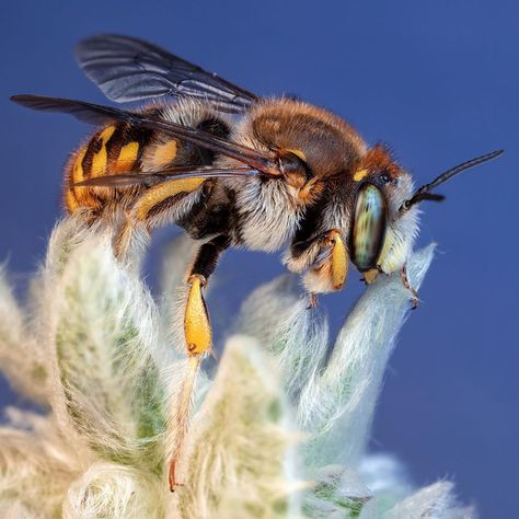 Wool Carder Bee, Body Shots, Full Body, Beautiful Nature, Insects, My Favorite, Bee, Wool, Animals