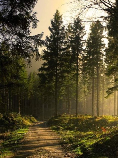 Woodland Forest Background Terrasen Aesthetic, 숲 사진, Washington State Hikes, White Hart, Tree Paintings, Tall Trees, Autumn Scenery, Forest Photography, Dirt Road