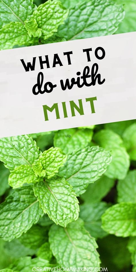 Explore the endless possibilities of cooking with mint! Whether you're whipping up a fragrant mint pesto, adding it to salads for a fresh twist, or creating delightful desserts, this herb can transform any dish. Dive into our collection of mint-inspired recipes and get ready to impress your taste buds! Recipes With Mint Leaves, Uses For Mint Leaves, Fresh Mint Recipes, Mint Pesto, Drying Mint Leaves, Mint Drink, Mint Oil, Mint Recipes, Mint Plants