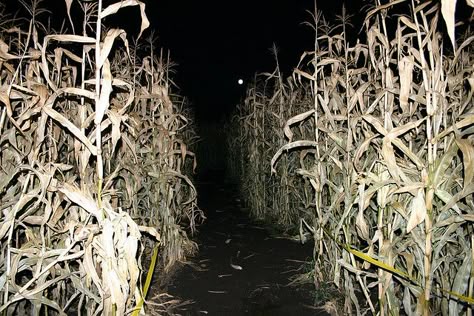 Nighttime corn maze Corn Maze At Night, Scary Corn Maze, X Aesthetic Movie, X Movie Aesthetic, Corn Maze Aesthetic, Midwestern Gothic, Children Of The Corn, American Gothic, Corn Maze