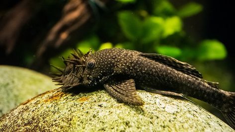 Bristlenose Pleco Care Sheet: Guide For Housing, Feeding, & Breeding Bristlenose Pleco, Glass Catfish, Platy Fish, Pleco Fish, Cory Catfish, Ikan Air Tawar, Community Tanks, Aquarium Setup, Discus Fish