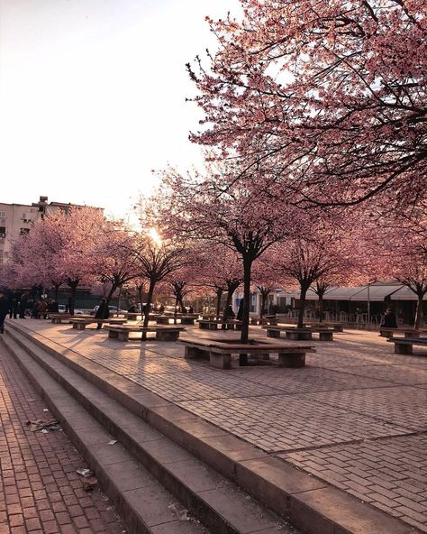 Alessia 🌸 on Instagram: “🌸 Sakura season 🌸” Alessia Core, Sakura Aesthetic, Sakura Season, Spring In Japan, Issa Vibe, Spring Vibes, Travel Inspo, Cherry Blossom, Blossom