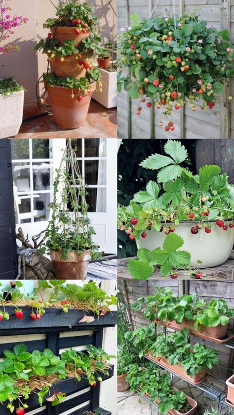 DIY Strawberry patch on your porch or balcony. Growing your own strawberries in a small pot. Compact gardening. Strawberry In Pots, Vertical Strawberry Garden, Compact Gardening, Strawberry Pots, Bucket Gardening, Strawberry Garden, Vertical Planter, Balcony Plants, Growing Strawberries