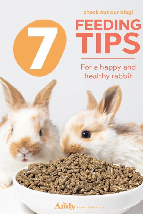 A healthy rabbit is a happy rabbit! Knowing what to feed your rabbit and how to treat them is the key to making sure your rabbit it as happy as a rabbit can be. Today you are in luck because Andy has taken it into their hands to deliver you the top 7 feeding tips for a happy and healthy rabbit! #rabbitfood #timothyhay #andybyandersonhay #twoearsup #hayallday What Rabbits Can And Cant Eat, Pregnant Rabbit, Rabbit Pellets, Rabbit Feeding, Rabbit Diet, Happy Rabbit, Grass Hay, Pig Feed, Hamster Food