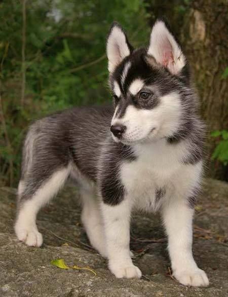 Alaskan Klee Kai (mini Husky)! Mini Husky, Mini Huskies, Miniature Husky, Alaskan Klee Kai, Alaskan Husky, Husky Mix, A Husky, Husky Puppy, Husky Dogs