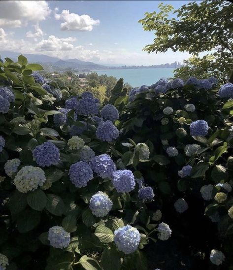 Japanese Water, Nothing But Flowers, Flower Therapy, Spring Aesthetic, Blue Hydrangea, Nature Aesthetic, Flowers Nature, Pretty Places, Blue Aesthetic