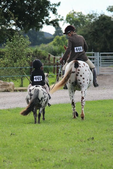 Laura James, Pony Rider, Mini Pony, Cute Ponies, Horse Posters, Pony Club, Mini Horse, Appaloosa Horses, Baby Horses