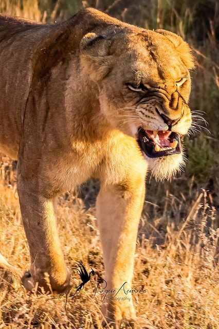 An Angry Lioness:  "Maybe I'm not being clear?!"   (She's trying to escape from a persistent male admirer; but just can't seem to shake him!) Tiger Roaring Photography, Angry Lioness, Roar Tattoo, Roar Illustration, Lioness Arising, Lions Art, Tiger Roar, Tattoo Tiger, Tiger Roaring