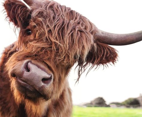 Sarah Muratore on Instagram: “Wishing everyone a worry free Wednesday 🐮 . . . . . . . #cow #highlandcow #cattle #highlandcattle #pentax #pentaxk1 #sigmaart #sigmamoment…” Scottish Highland Cow Art, Highland Cow Photography, Highland Cow Pictures, Cow Photography, Highland Cow Art, Phillip Island, Scottish Highland Cow, Fluffy Cows