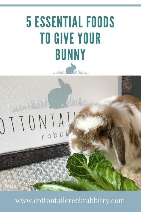 What should I feed my bunny? Here are 5 essential foods Safe Foods For Rabbits, Bunny Food List, What Do Bunnies Eat, Bunny Food Ideas, Veggies For Rabbits, What To Feed Rabbits, Rabbit Food List, Bunny Diet, Bunny Snacks