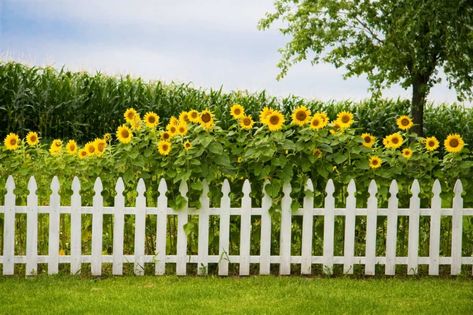 15 Tips and Ideas to Help You Create Decorative Garden Fences Decorative Garden Fencing, Natural Fence, Garden Fence Panels, White Fence, Garden Vines, Backyard Privacy, Front Yard Fence, Sunflower Garden, White Picket Fence