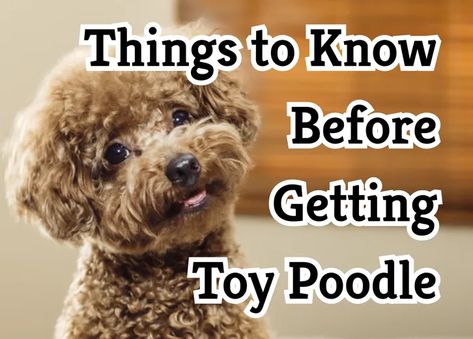 37 Crucial Things to Know About Toy Poodles Toy Poodle Puppies Haircuts, Toy Poodles Puppies, Golden Toy Poodle, Toy Poodles Full Grown, Puppy Toy Poodle, Toy Poodle Haircut Styles Korean, Toy Poodle Accessories, Toy Poodle Haircuts, Teacup Poodle Haircut Styles