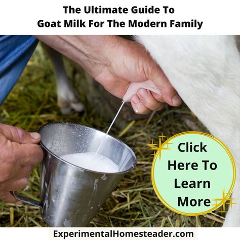 The Ultimate Guide To Goat Milk For The Modern Family Goat Milking, Small Goat, Milk Benefits, Goat Care, Local Milk, Raising Goats, Food Medicine, Dairy Goats, Milk Production