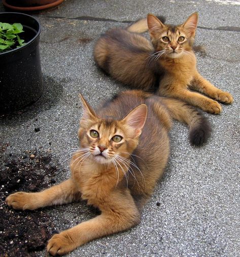 Söt Katt, Abyssinian Cats, Two Cats, Angkor, Pusheen, Cats Meow, Pretty Cats, Beautiful Cats, 귀여운 동물