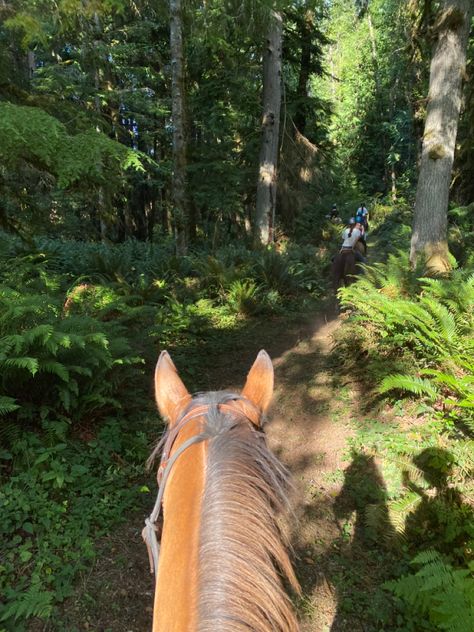 Horse Riding Through Forest, Forest Horse Riding, Horses In Backyard, Horse Trail Ride Aesthetic, Trail Rides Horses, Horse Back Riding Aesthetic Western, Horse Riding Forest, Trail Ride Aesthetic, Trail Riding Aesthetic