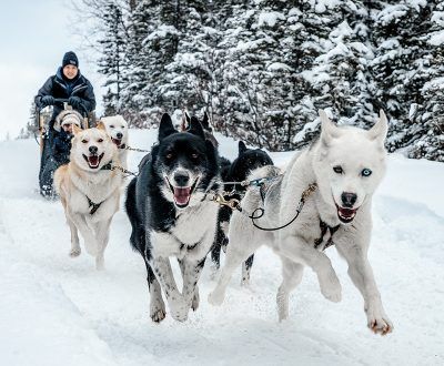 Huskies Sled, Sled Ride, Dog Sled, Sled Dog, Snowy Owl, Sporting Dogs, Winter Dog, Husky Dogs, Dog Sledding