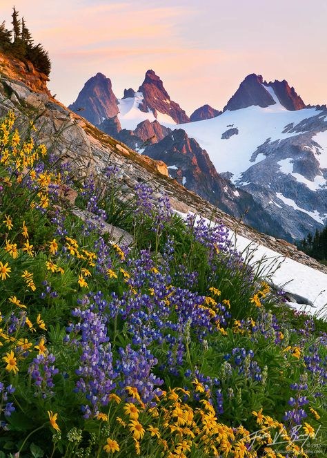 Alpine Garden | Cascades, WA : Fine Art by Floris van Breugel Alpine Wildflowers, Mountain Flowers, The Cascades, Alpine Garden, Wilderness Camping, Alpine Lake, Free Camping, Closer To Nature, Camping Experience